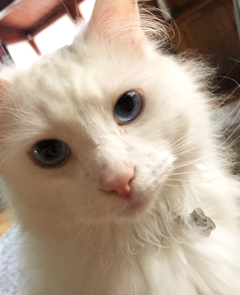 Kirby, a fluffy white cat and one of the Cade Feeder beta testers
