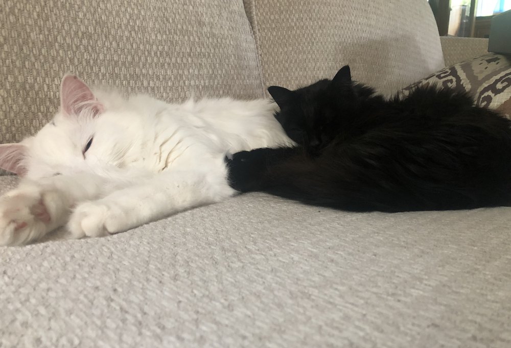 Mitzy the black cat and Kirby the white cat napping together on a couch